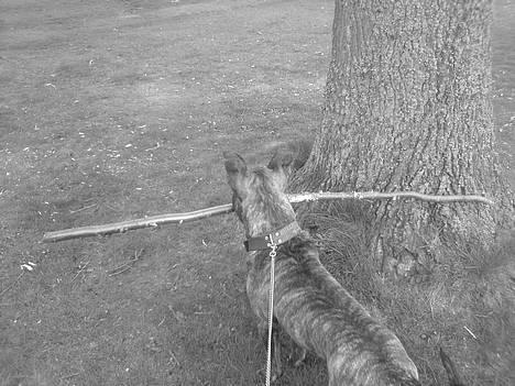 Amerikansk staffordshire terrier -Snoop- - nyt billede 10