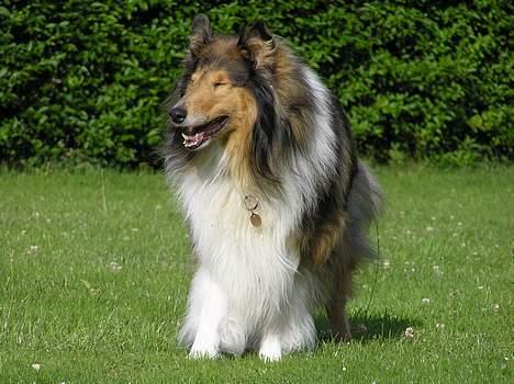 Collie langhåret Cæsar billede 7