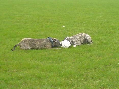 Amerikansk staffordshire terrier -Snoop- - nyt billed af Snoop og hans bror Maxi                Dato 15/01/07 billede 11