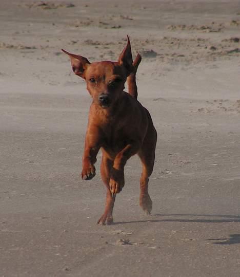 Dvaergpinscher Enya - Nu kommer jeeeeg :-D billede 4