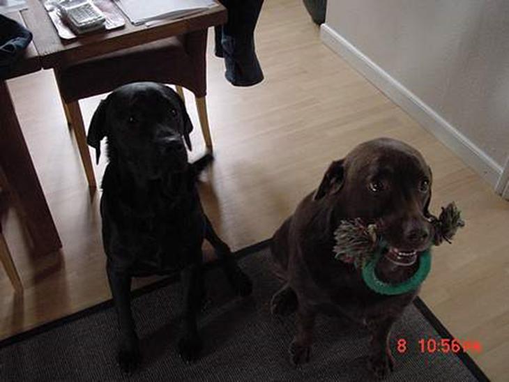 Labrador retriever buster og samson - forældres hund billede 1