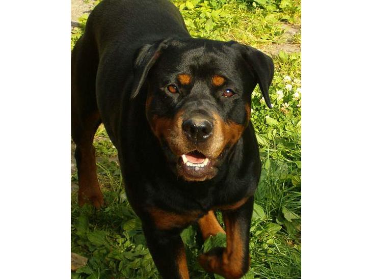 Rottweiler Fattiggården's Carla *død* - Fattiggården´s Carla i godt humør billede 1
