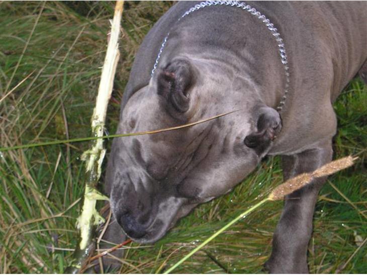 {{currentPhoto.altText}} billede {{currentPhoto.number}}