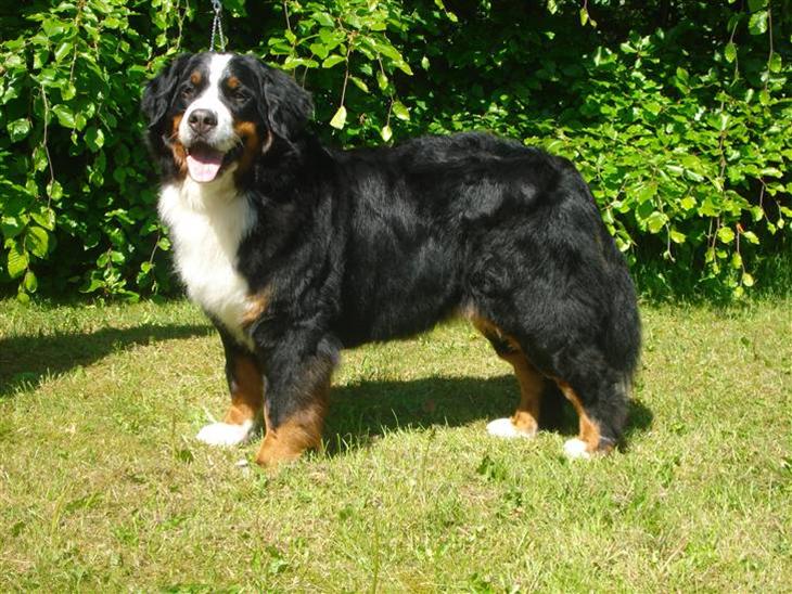 Berner sennenhund BAILEY HIMMELHUND <3 - Velkommen til min profil billede 1