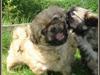 Tibetansk spaniel Cim-Cill A-Chi-Lina