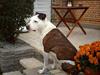 Amerikansk staffordshire terrier Charlie