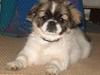 Tibetansk spaniel Kri Kris Garson (Pepe)