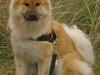 Eurasier Tacia