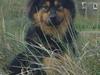 Eurasier Cherié