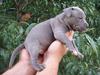 Amerikansk staffordshire terrier Chico