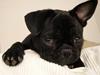 Blanding af racer Fr. bulldog/mops Sveske