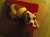 Amerikansk staffordshire terrier Jodie