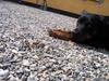 Rottweiler Fie