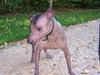Xoloitzcuintle Tequila