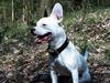 Blanding af racer Idefix RIP [ Himmelhund]