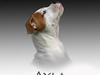 Amerikansk bulldog Rahbeks Ayla