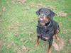 Rottweiler Basse Rottweiler Basse