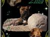 Staffordshire bull terrier Jeanty´s staff Zilla