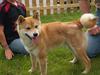 Shiba Coco