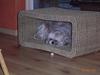 Shih tzu Fjante (død)