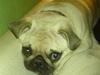 Mops Elmo