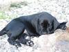 Labrador retriever Betsie