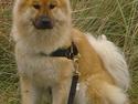 Eurasier Tacia