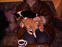 Basenji Megan