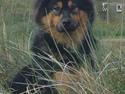 Eurasier Cherié