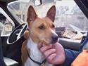 Basenji Aslan