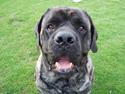 Mastiff Freja