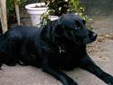 Labrador retriever Maxi (¯`v´¯) (R.I.P)