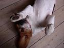 Beagle *Victor<3*