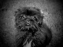 Lhasa apso Molly