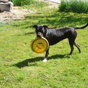 Amerikansk staffordshire terrier Coco Chanel :)