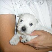 West highland white terrier Victor