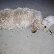 West highland white terrier Victor