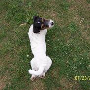 Jack russell terrier Ben