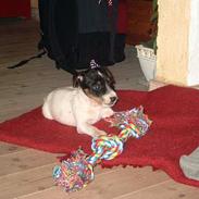 Jack russell terrier Ben