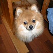 Pomeranian Zimba