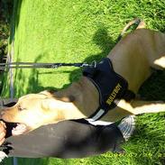 Amerikansk staffordshire terrier #Hector# in loving memory