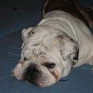 Engelsk bulldog Bølle