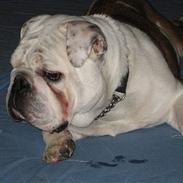 Engelsk bulldog Bølle
