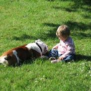 Engelsk bulldog Bølle