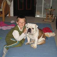 Engelsk bulldog Bølle