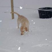 Labrador retriever chilli