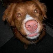 Nova scotia duck tolling retriever Balto