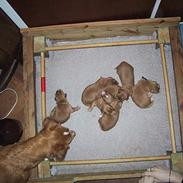 Nova scotia duck tolling retriever Balto