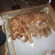 Nova scotia duck tolling retriever Balto