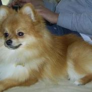 Pomeranian Zimba
